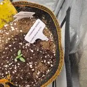 Cannabiz Seeds