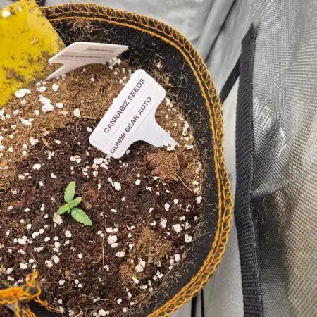 Cannabiz Seeds