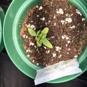 Cannabiz Seeds Grandaddy Purple #1