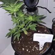 Cannabiz Seeds bruce banner #2
