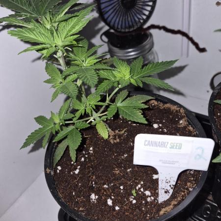 Cannabiz Seeds bruce banner #2