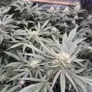 Granddaddy Purple #2