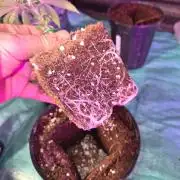 Twisted Genetics