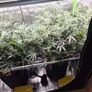 Twisted Genetics