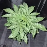 Cannabiz Seeds