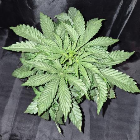 Cannabiz Seeds