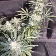 Twisted Genetics