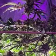Cannabiz Seeds bruce banner #1