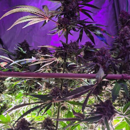Cannabiz Seeds bruce banner #1