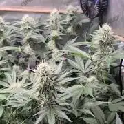 Cannabiz Seeds bruce banner #1