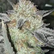 Cannabiz Seeds bruce banner #2