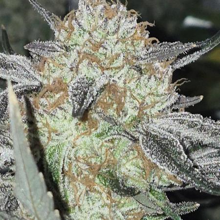 Cannabiz Seeds bruce banner #2