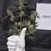 Granddaddy Purple #2