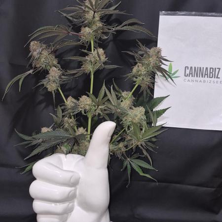 Granddaddy Purple #2
