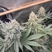 Cannabiz Seeds bruce banner #2