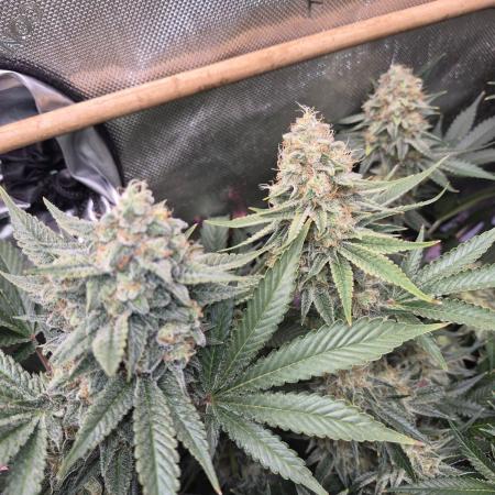 Cannabiz Seeds bruce banner #2
