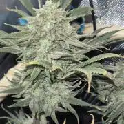 Cannabiz seeds Blue Dream photo period