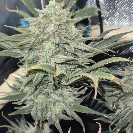 Cannabiz seeds Blue Dream photo period