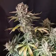 Twisted Genetics