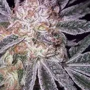 Granddaddy Purple #2