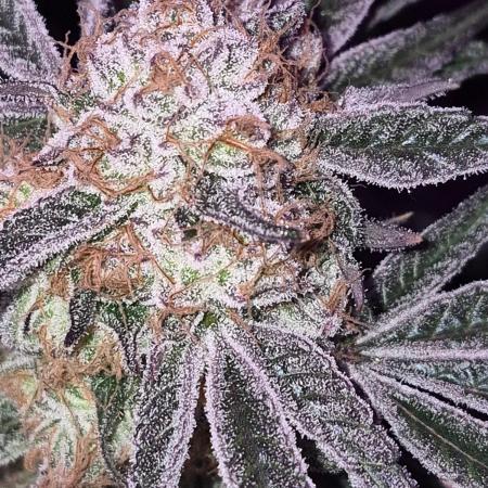 Granddaddy Purple #2