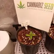 Cannabiz seeds Blue Dream photo period