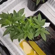 Cannabiz Seeds bruce banner #2
