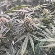 Cannabiz Seeds bruce banner #2