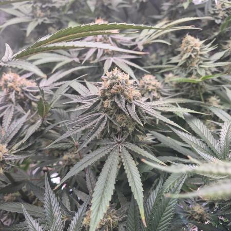 Cannabiz Seeds bruce banner #2
