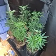 Purple kush x original glue F1 Clones