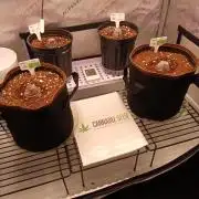 Cannabiz Seeds Gorilla Glue Auto