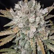 Twisted Genetics