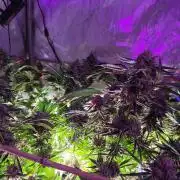 Granddaddy Purple #2