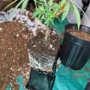 Purple kush x original glue F1 Clones