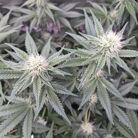 Cannabiz Seeds bruce banner #1