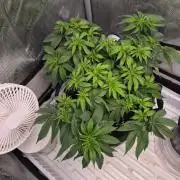 Cannabiz Seeds