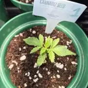 Cannabiz Seeds bruce banner #1