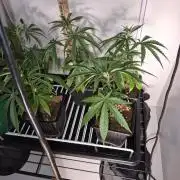 Purple kush x original glue F1 Clones