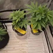 Twisted Genetics