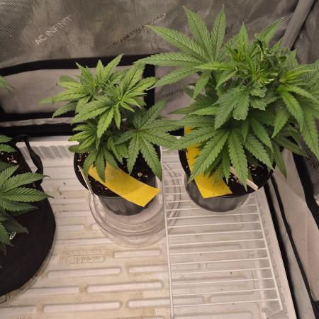 Twisted Genetics