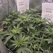 Cannabiz Seeds bruce banner #1