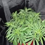 Twisted Genetics