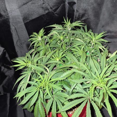 Twisted Genetics