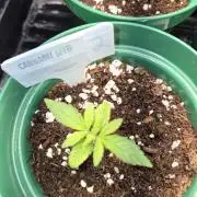 Cannabiz Seeds bruce banner #2