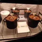 Cannabiz Seeds Gorilla Glue Auto