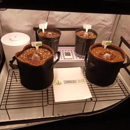 Cannabiz Seeds Gorilla Glue Auto