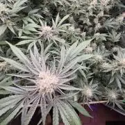 Granddaddy Purple #2