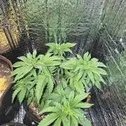 Cannabiz Seeds