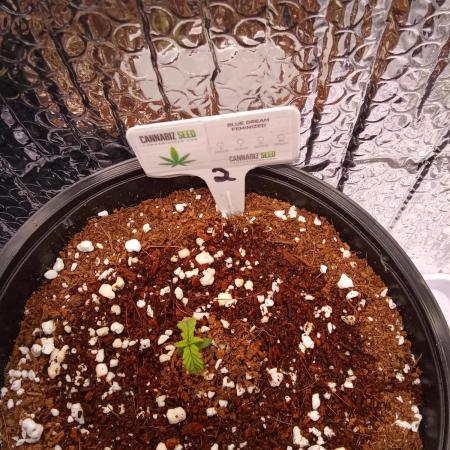 Cannabiz seeds Blue Dream photo period