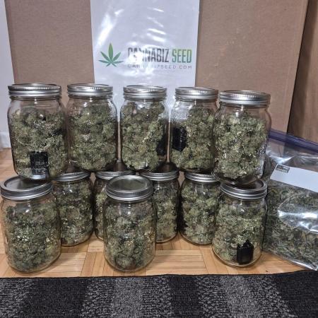 Cannabiz Seeds bruce banner #1